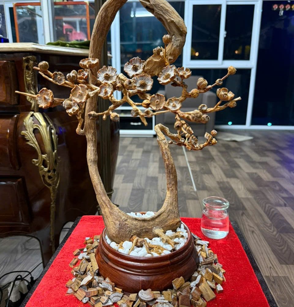 Cây Đào Thế Hoàng Đàn Tuyết Lạng Sơn